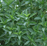 SUMMER SAVORY SEEDS 500+ ANNUAL common HERB garden CULINARY FREE SHIPPING Garden Plants