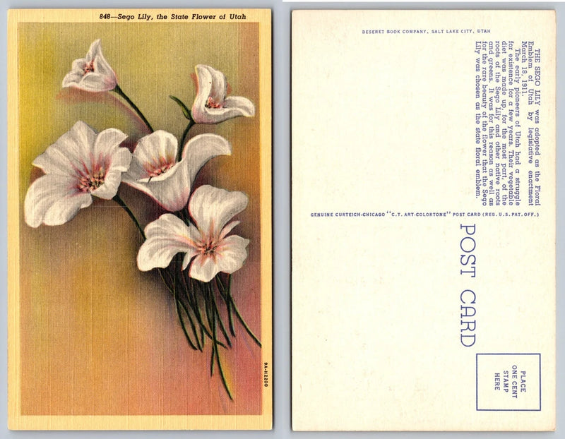 Vintage Utah state flower lily postcard with white lilies on a muted yellow background