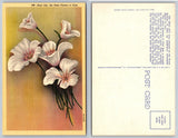 Vintage Utah state flower lily postcard with white lilies on a muted yellow background