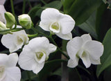 (725-2) Den.Diamond White       FS Orchids