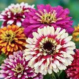 100+ Whirligig Mix Zinnia Seeds for Garden Planting - USA - FREE SHIPPING! Garden Plants