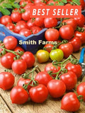 50+ Seeds Principe Borghese Tomato Juicy Easy Vegetable Garden Planting Garden Plants
