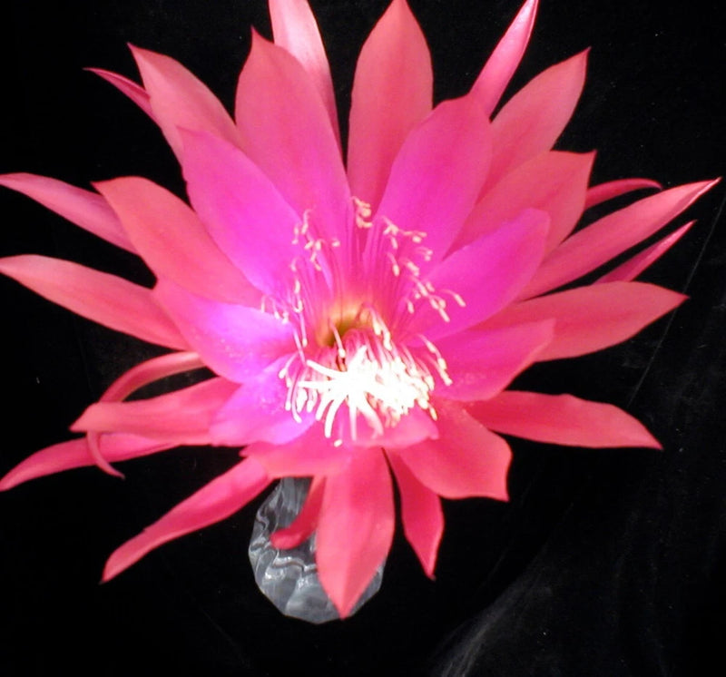 Pink orchid cactus flower in full bloom, star-shaped petals