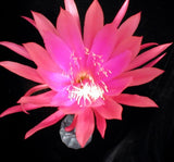 Epiphyllum, Orchid Cactus, " MOVIE STAR ", Don's Quart pots MAR/3 Orchids