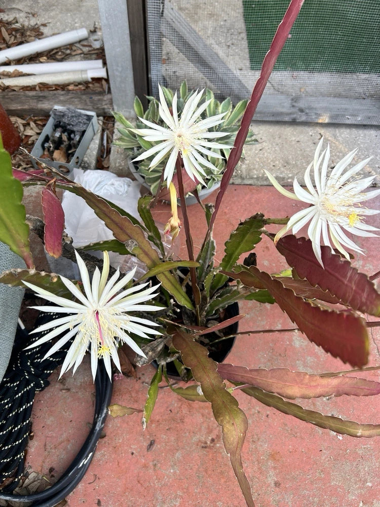 White Epiphyllum orchid cactus cuttings with three large white star-like flowers