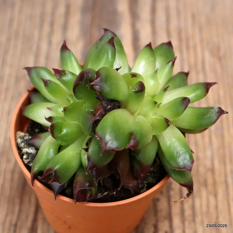 D4322 SEMPERVIVUM ODDITY pot5,5-H5-W7 cm MaMa Cactus Green Plant