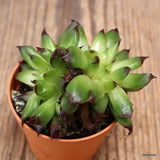 D4322 SEMPERVIVUM ODDITY pot5,5-H5-W7 cm MaMa Cactus Green Plant