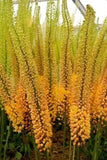 Foxtail Lily Imported Flower Bulbs for Home and Gardening, Pack of 2 (yellow) Lily
