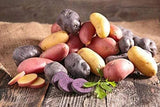 Simply Seed - 10 Piece - Fingerling Potato Seed Mix - Non GMO - Naturally Grown Garden Plants
