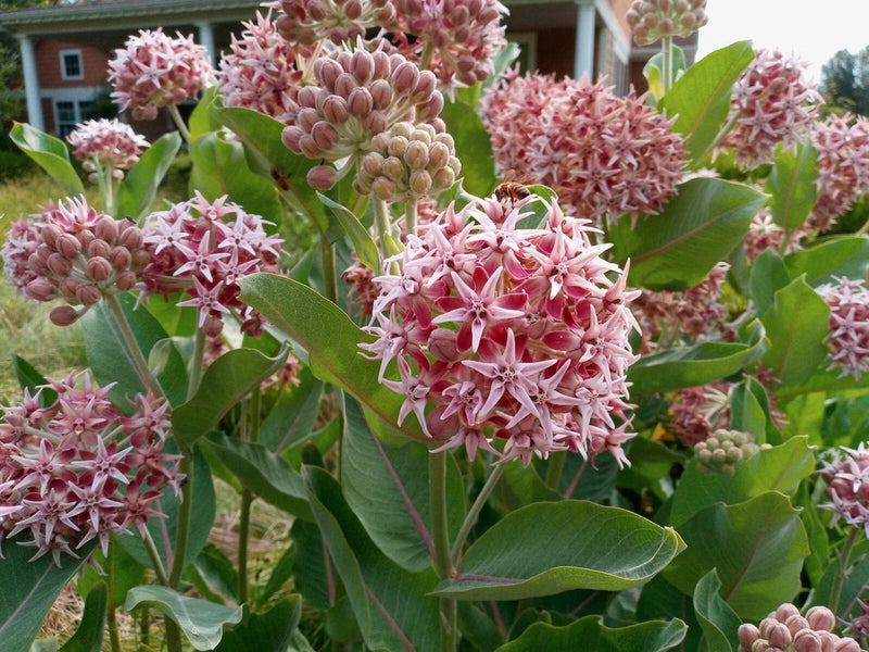 75+ SHOWY MILKWEED BUTTERFLY WEED SEEDS FRESH FOR YOUR FLOWER GARDENS Flowering Plants