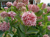 75+ SHOWY MILKWEED BUTTERFLY WEED SEEDS FRESH FOR YOUR FLOWER GARDENS Flowering Plants