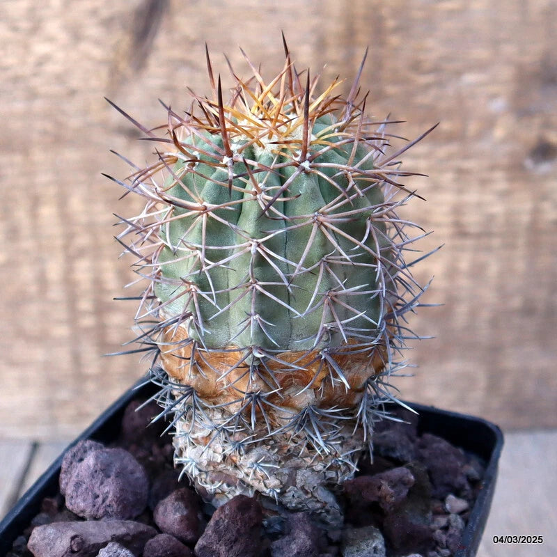 D3480 COPIAPOA HORRIDISPINA KK1713 pot10-H12-W6 cm MaMa Cactu Green Plant