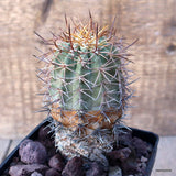 D3480 COPIAPOA HORRIDISPINA KK1713 pot10-H12-W6 cm MaMa Cactu Green Plant