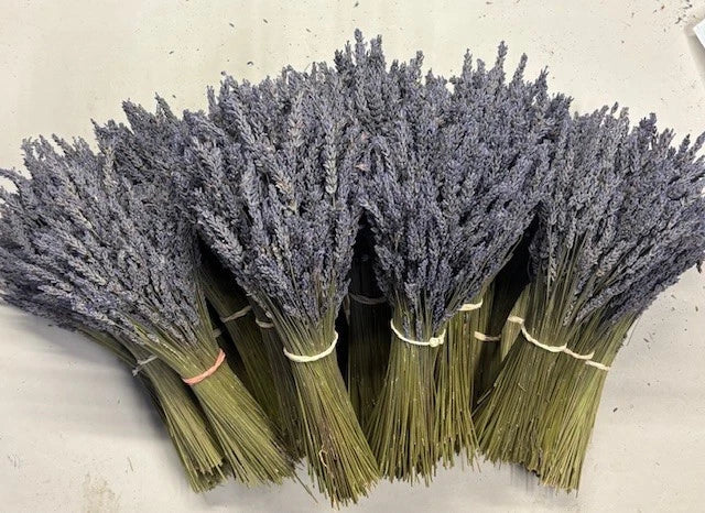 Dried lavender bunches with purple flower spikes and tied green stems