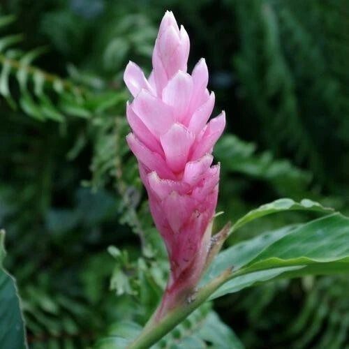 Alpinia purpurata ginger flower plant with pink-purple torch blooms