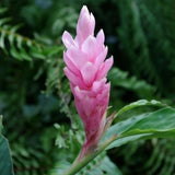 ____ Arabic Ginger Alpinia purpurata flower-plant root rhizome fast grow GR3-4OZ Orchids