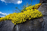 200 GOLDEN CARPET SEDUM Acre Gold Moss Stonecrop Flower Seeds Garden Plants