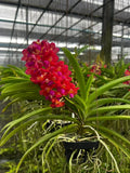 Ruby Hybrid Thai Vanda Orchid  (Pine River _ Bangkok Sunset) "Ruby and pink lip" Dried Flower