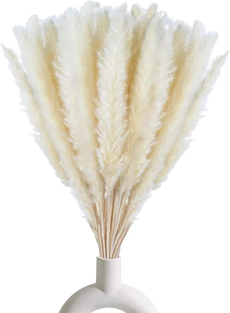White Pampas Grass Natural Dried Branches Decor Home 30 Pcs flowers nice beaty Pampas Grass