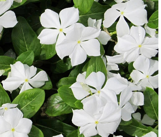 PERIWINKLE DWARF WHITE LITTLE BLANCHE Catharanthus Roseus - 250 Bulk Seeds Flowering Plants
