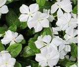 PERIWINKLE DWARF WHITE LITTLE BLANCHE Catharanthus Roseus - 250 Bulk Seeds Flowering Plants