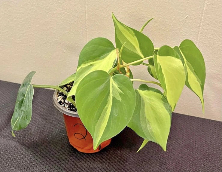Potted orchid plant with bright green leaves in a small orange pot