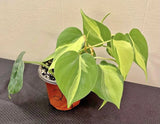 Philadendrum Brazil Plant In Pot Orchids