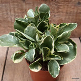 D7657 PEPEROMIA OBTUSIFOLIA BICOLOR pot10-H13-W15 cm MaMa Cactus Green Plant