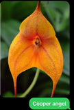 Masdevallia orchid  4 Inch Pot Plant Orchids