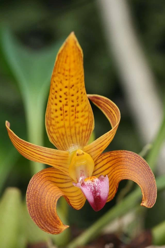 Orchid Bulbophyllum Claptonense Live Plant in 4" Pot Free Shipping From Hawaii Orchids