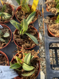 Orchid live Sophronitis wittigianna - bare root Orchids