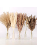 N&T NETING  Pampas Grass Decor, White Grass, Brown Pampas Grass