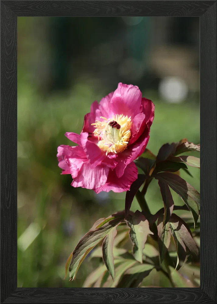 Framed pink peony flower wall art with detailed petals and green leaves