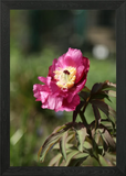 Pink Peony Flower Close-Up Framed Wall Art Poster Canvas Print Picture Peony