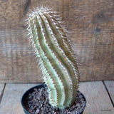 D6872 H. GOR. pot10-H17-W5,5 cm MaMa Cactus Green Plant