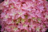 Live hydrangea macrophylla 'Inspire' plant with pink and white flowers Hydrangea
