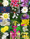 FRAGRANT FLOWERS MIX rare plant exotic flower colorful easy garden seed 15 seeds Garden Plants