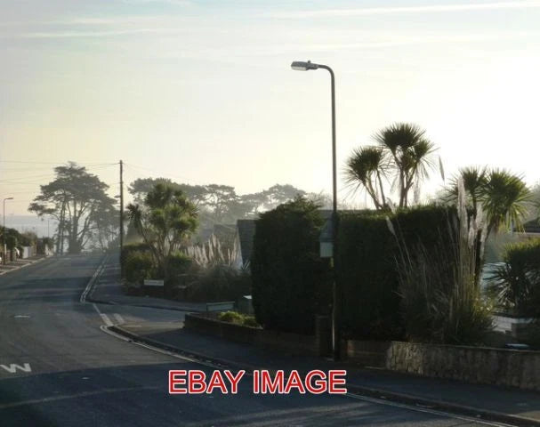 PHOTO  PALM TREES PAMPAS GRASS PENWILL WAY CLENNON VALLEY TORBAY PALM TREES ARE Pampas Grass