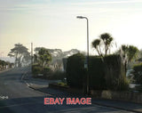 PHOTO  PALM TREES PAMPAS GRASS PENWILL WAY CLENNON VALLEY TORBAY PALM TREES ARE Pampas Grass