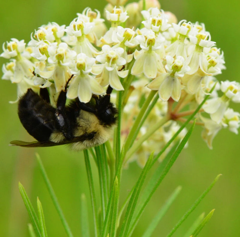 500 ASCLEPIAS VERTICILLATA Seeds (Whorled Milkweed) Perennial Garden Flower Garden Plants