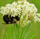 500 ASCLEPIAS VERTICILLATA Seeds (Whorled Milkweed) Perennial Garden Flower Garden Plants