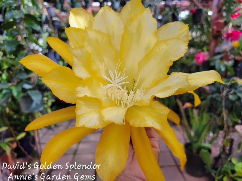 Yellow Epiphyllum orchid bloom with wide petals and central stamens on a cutting