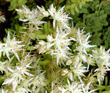 SEDUM CLIFF STONECROP Sedum Glaucophyllum - 100 Seeds Garden Plants
