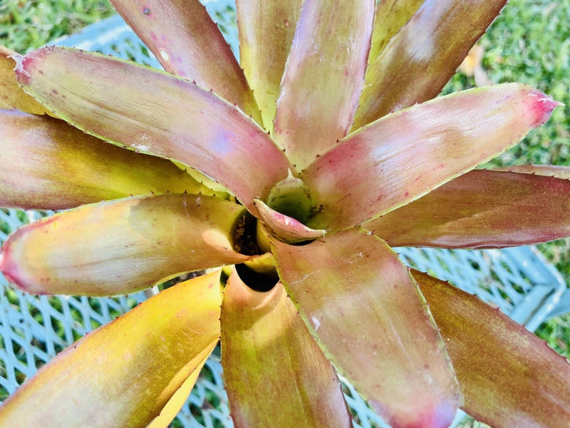 Green bromeliad rosette with purple-pink leaf tips and central cup