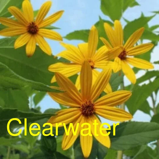Clearwater Variety Sunchoke Tubers - Jerusalem Artichoke - Organic - Mild Flavor Garden Plants