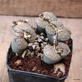 D7344 LITHOPS TURBINIFORMIS pot7-H5,5-W8,5 cm MaMa Cactus Green Plant