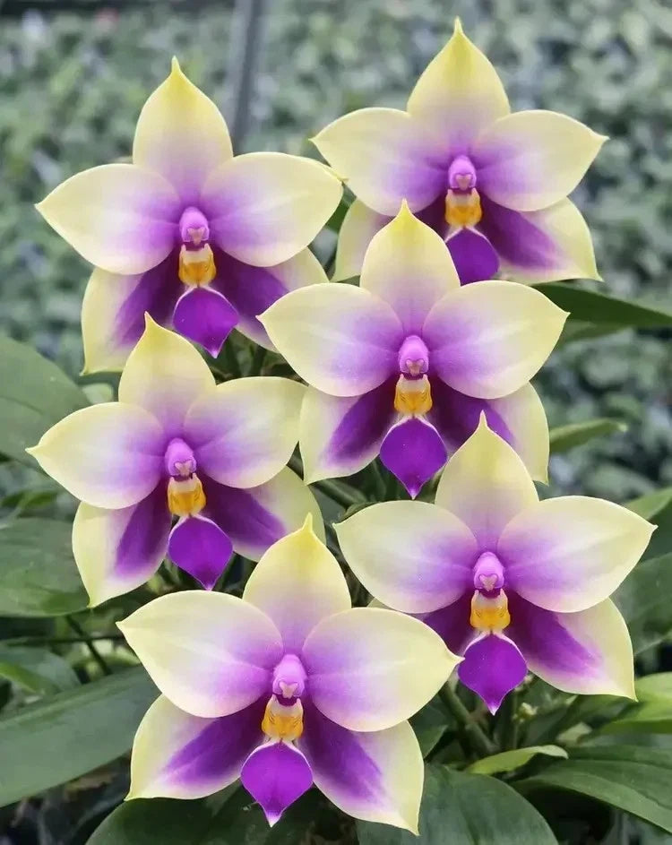 Phalaenopsis orchid with pale yellow petals and purple centers in a small pot