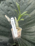 Cycnodes Wine Delight Ð Variegated Green Seedling, Potted, CYC16, 1 Plant Orchids