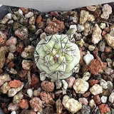 5PCS RareSucculent Plant Ortegocactus macdougllii Cactus Selfroot 1.5CM Flowering Plants