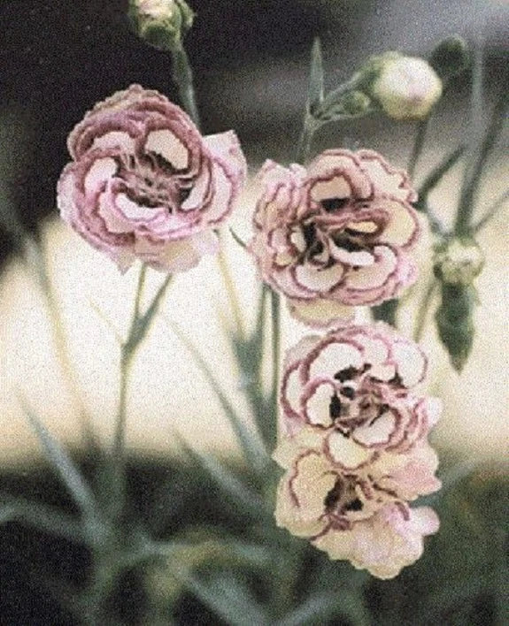 30+ Raspberry Ripple Carnation / Perennial Flower Seeds Carnation